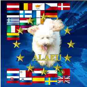 labradoodle alaeu