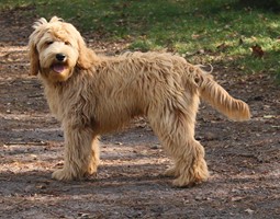 labradoodle morris