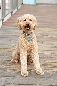 curly labradoodle