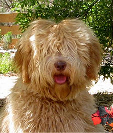 labradoodle gold